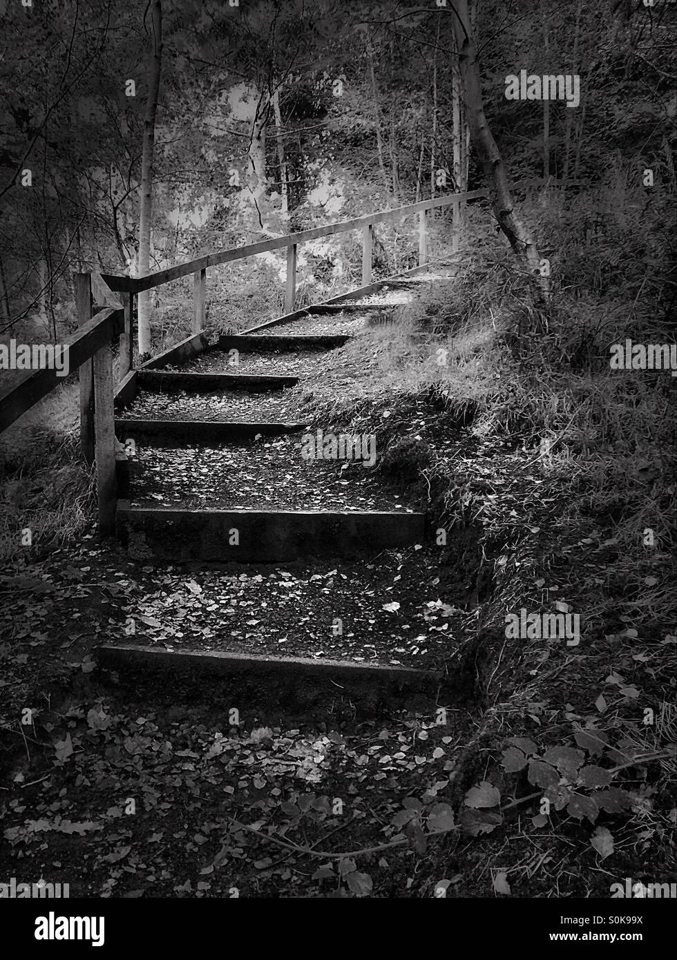 Black and white steps in the forest - Smartphone Captured Stock Image
