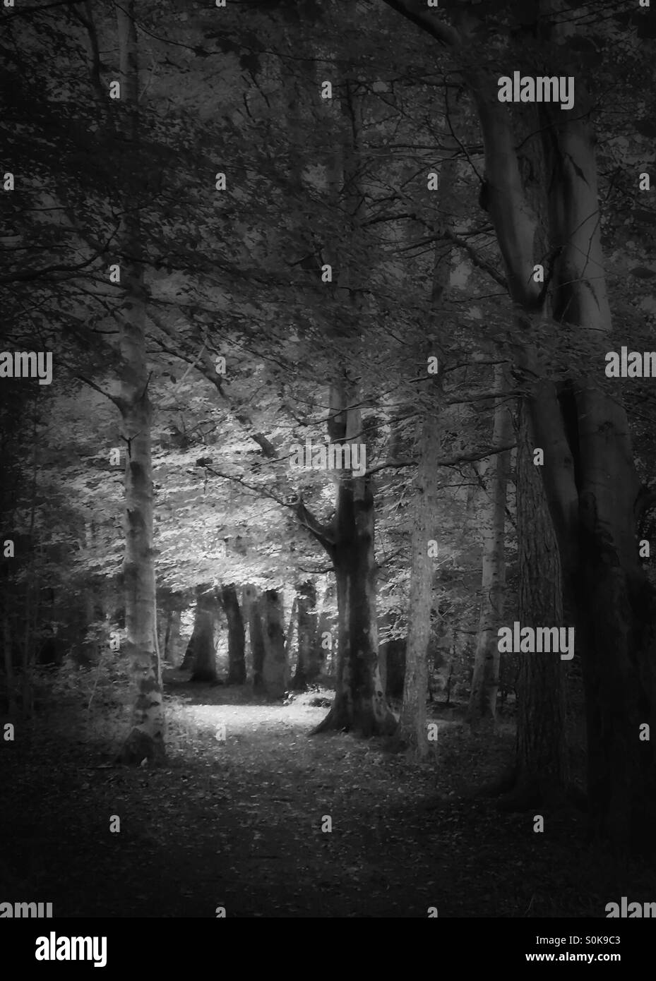 Sunlight in woods Black and White Stock Photos & Images - Alamy