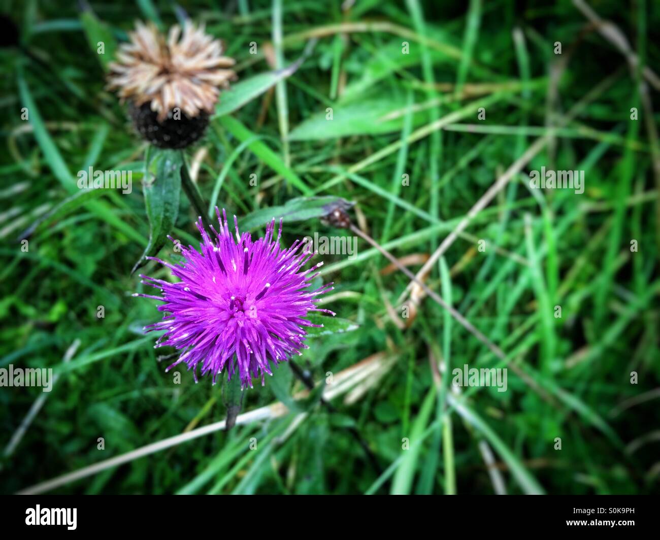 Beach Thistle - Smartphone Captured Stock Image