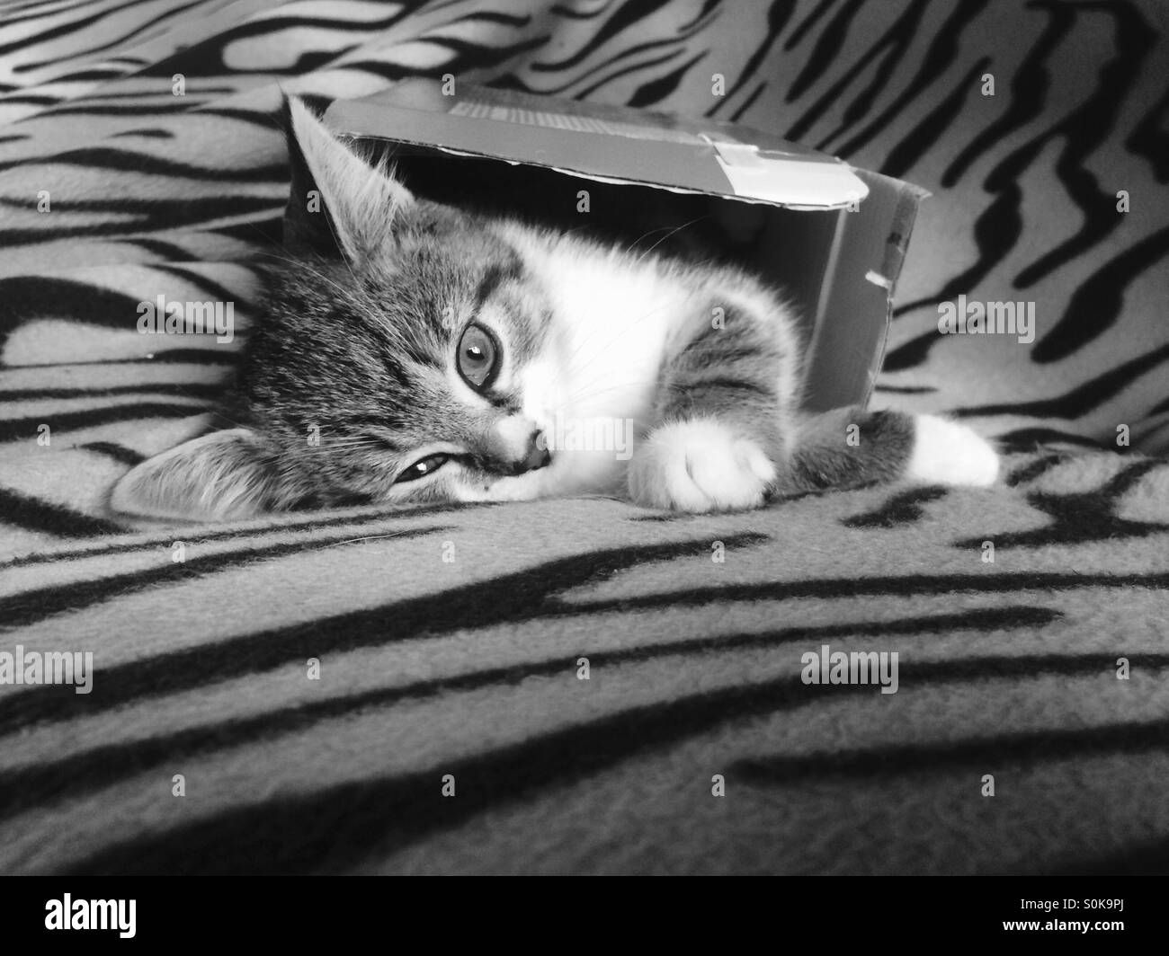 Black and white cat in a box hires stock photography and images Alamy