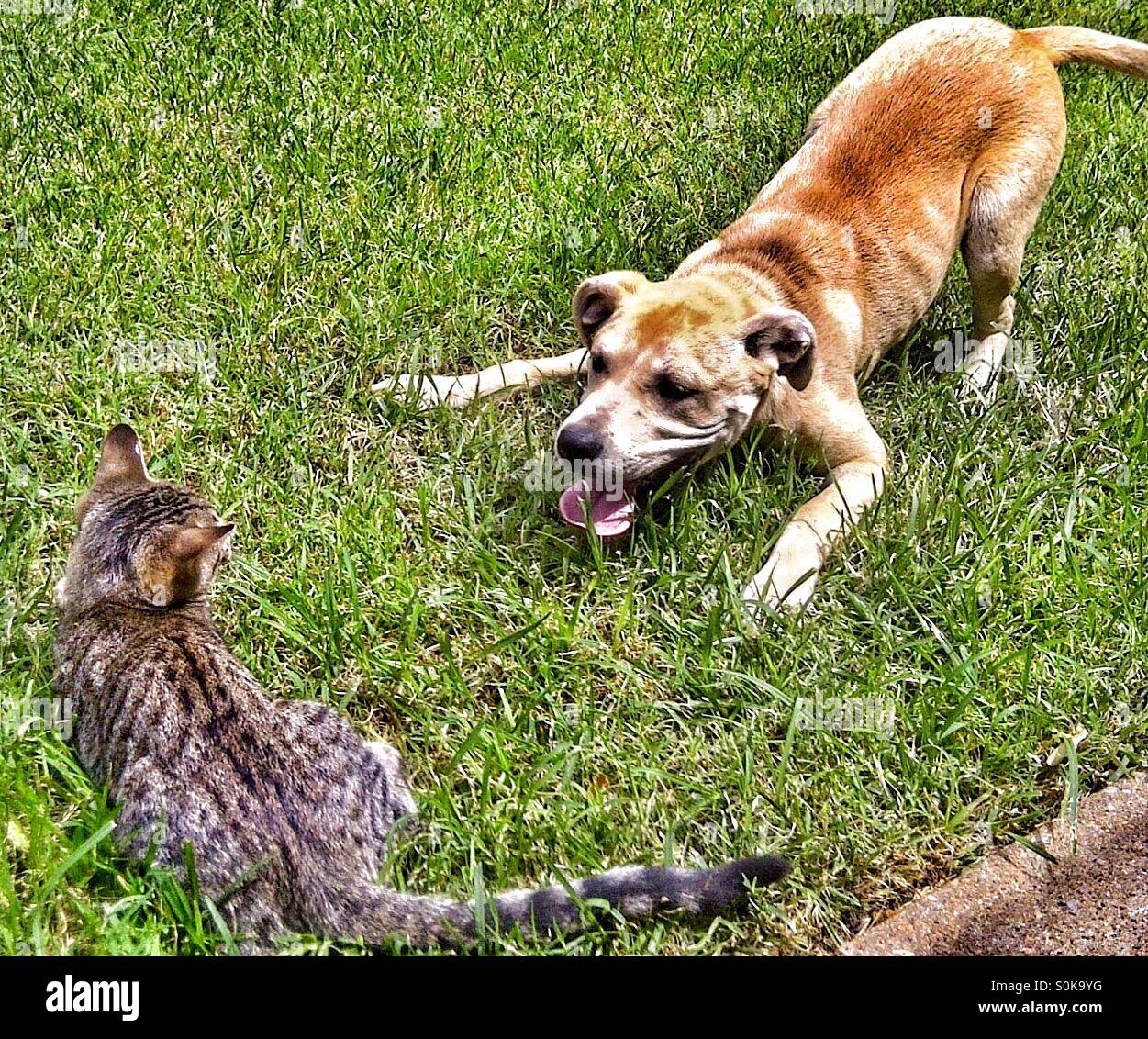 Dog plays with cat Stock Photo