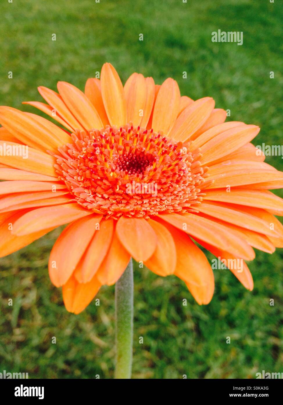 Gerbera flower with a lawn background - Smartphone Captured Stock Image