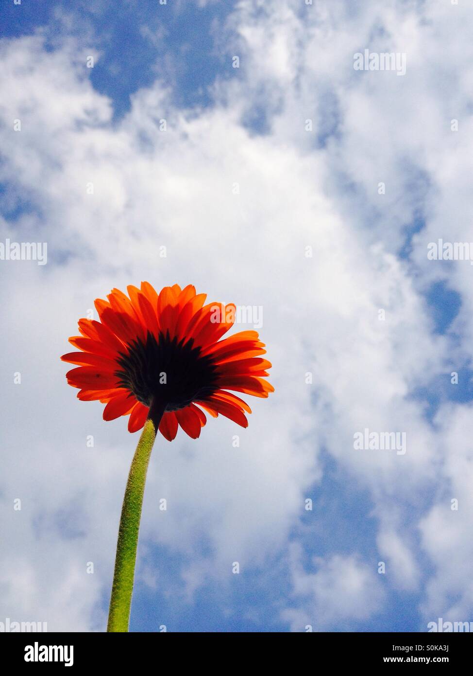 Gerbera flower with a summer sky background - Smartphone Captured Stock Image