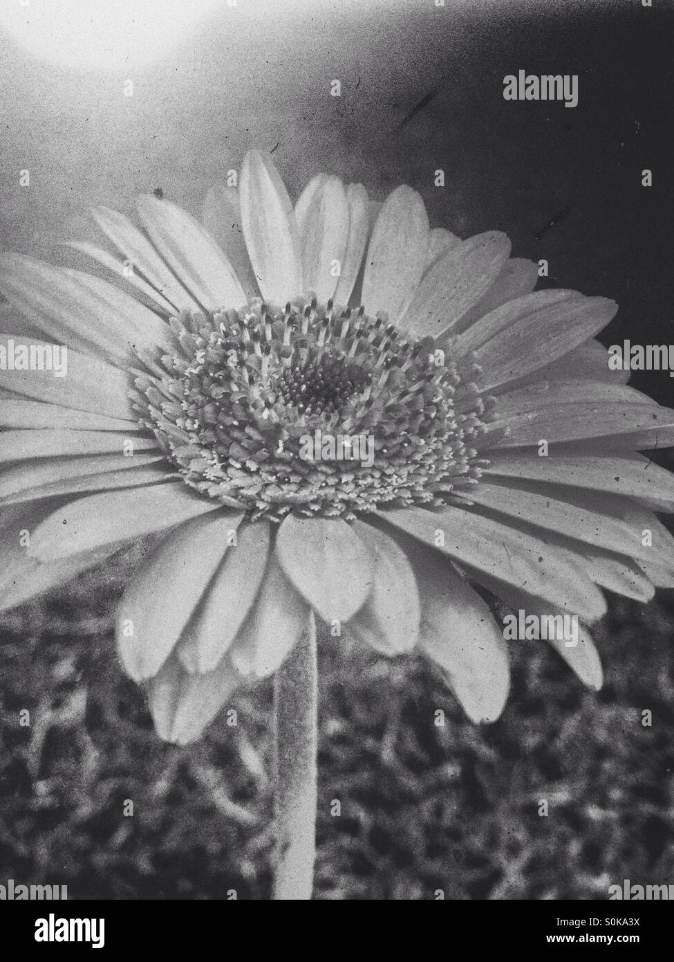 Black and white Gerbera flower Stock Photo - Alamy