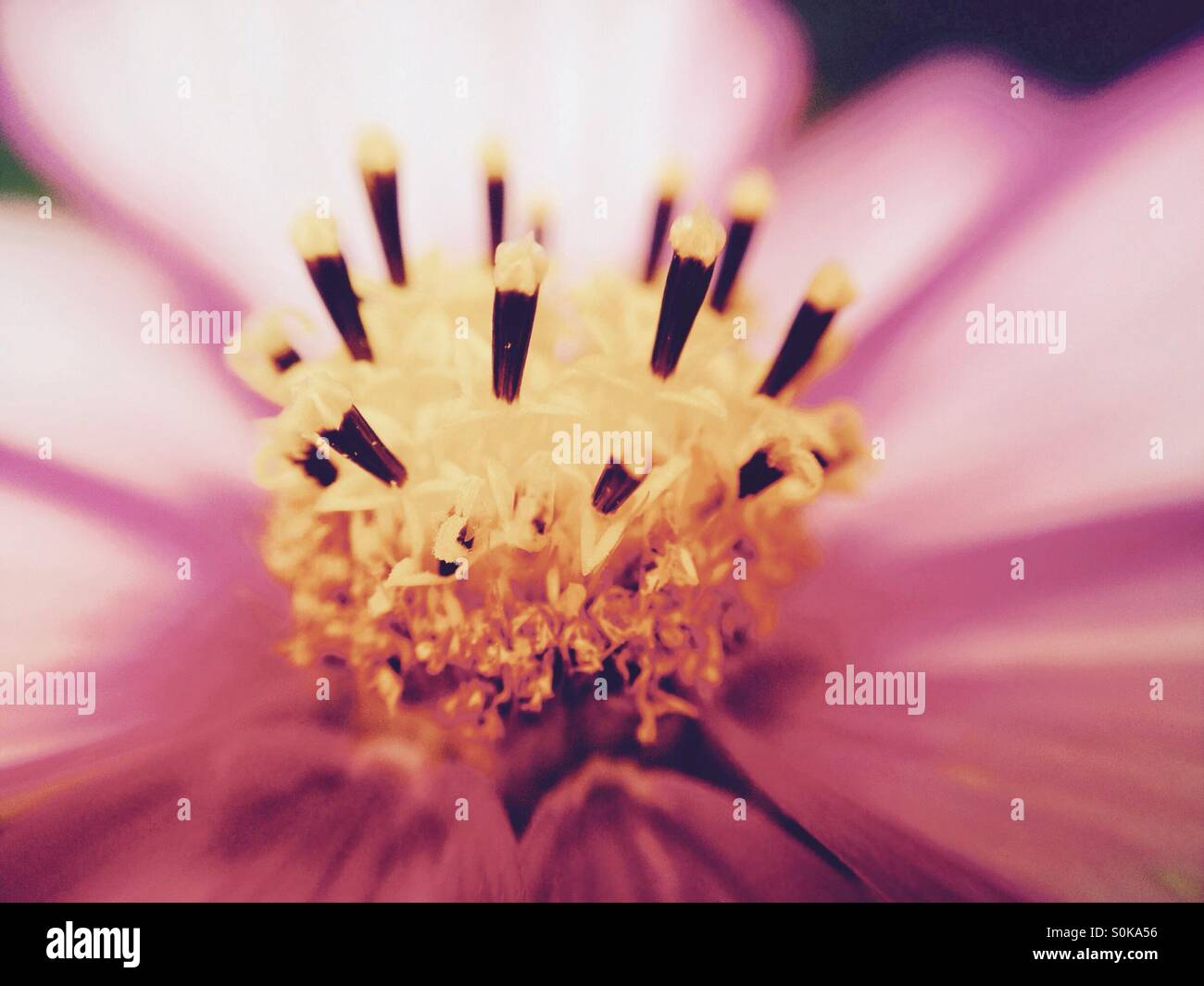 Macro view of a cosmos flower Stock Photo