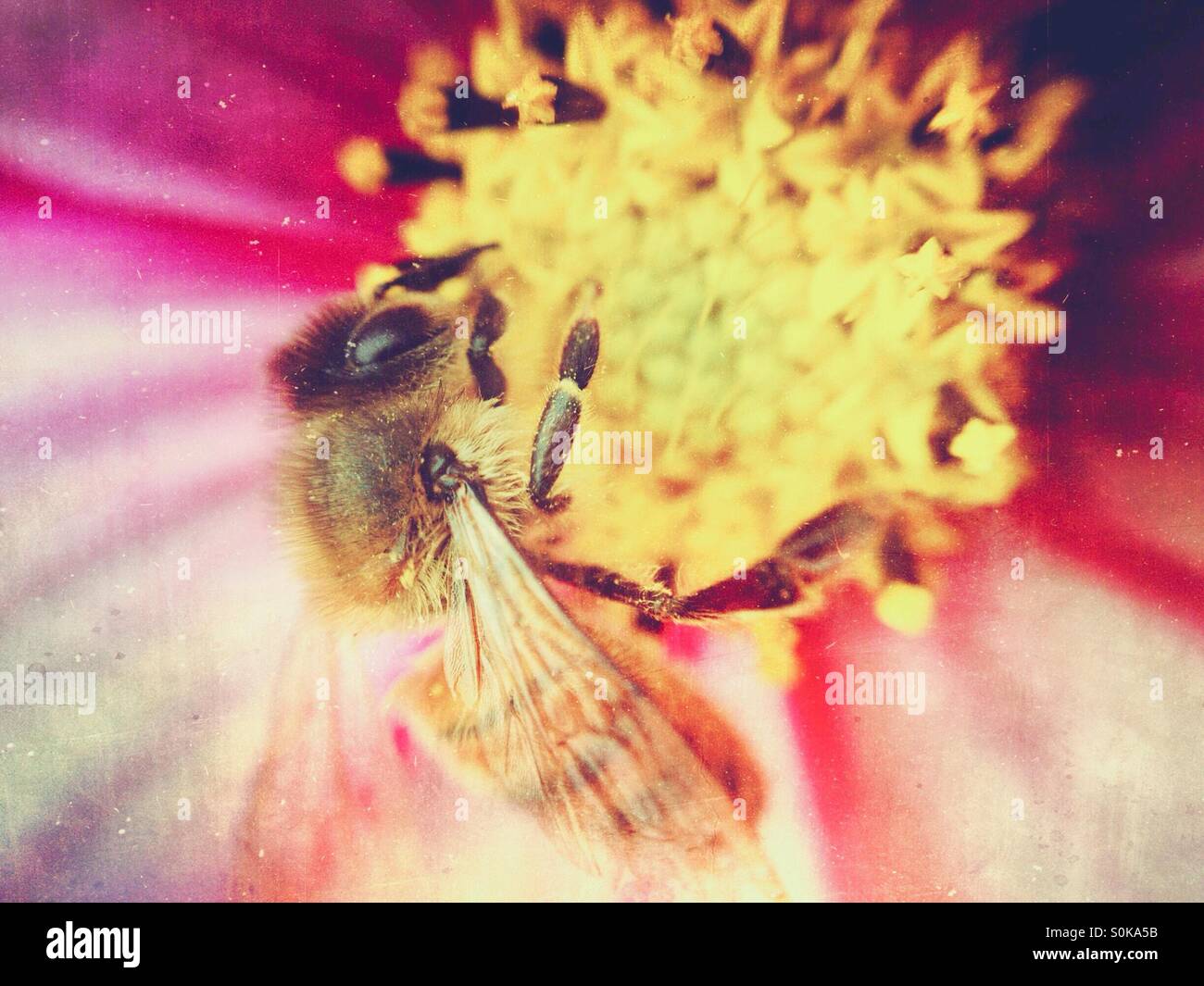 Honey bee pollinating a cosmos flower Stock Photo - Alamy