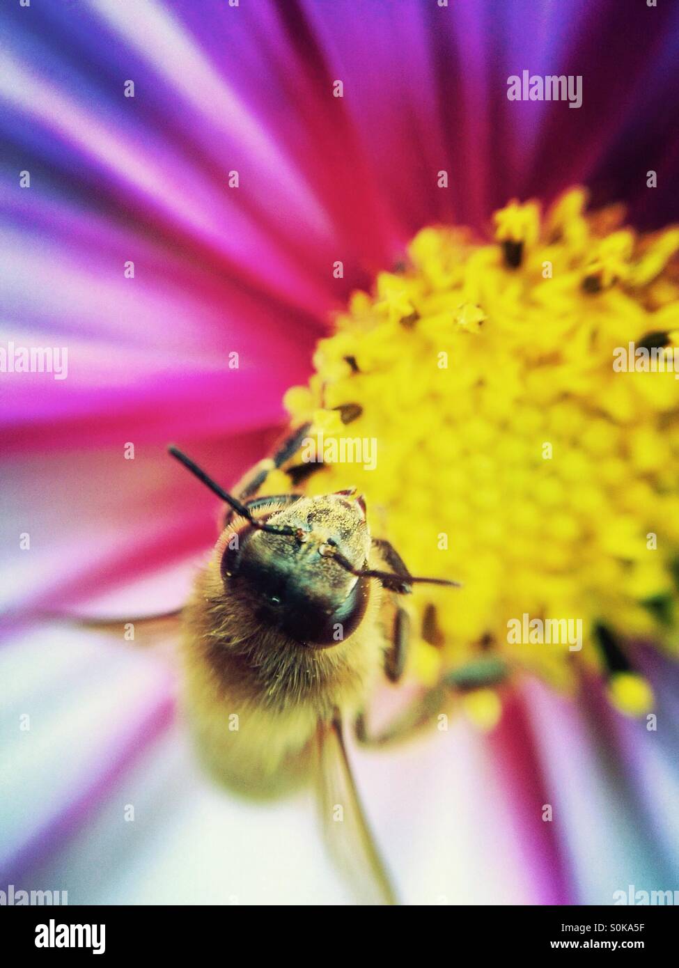 Honey bee pollinating a cosmos flower Stock Photo - Alamy