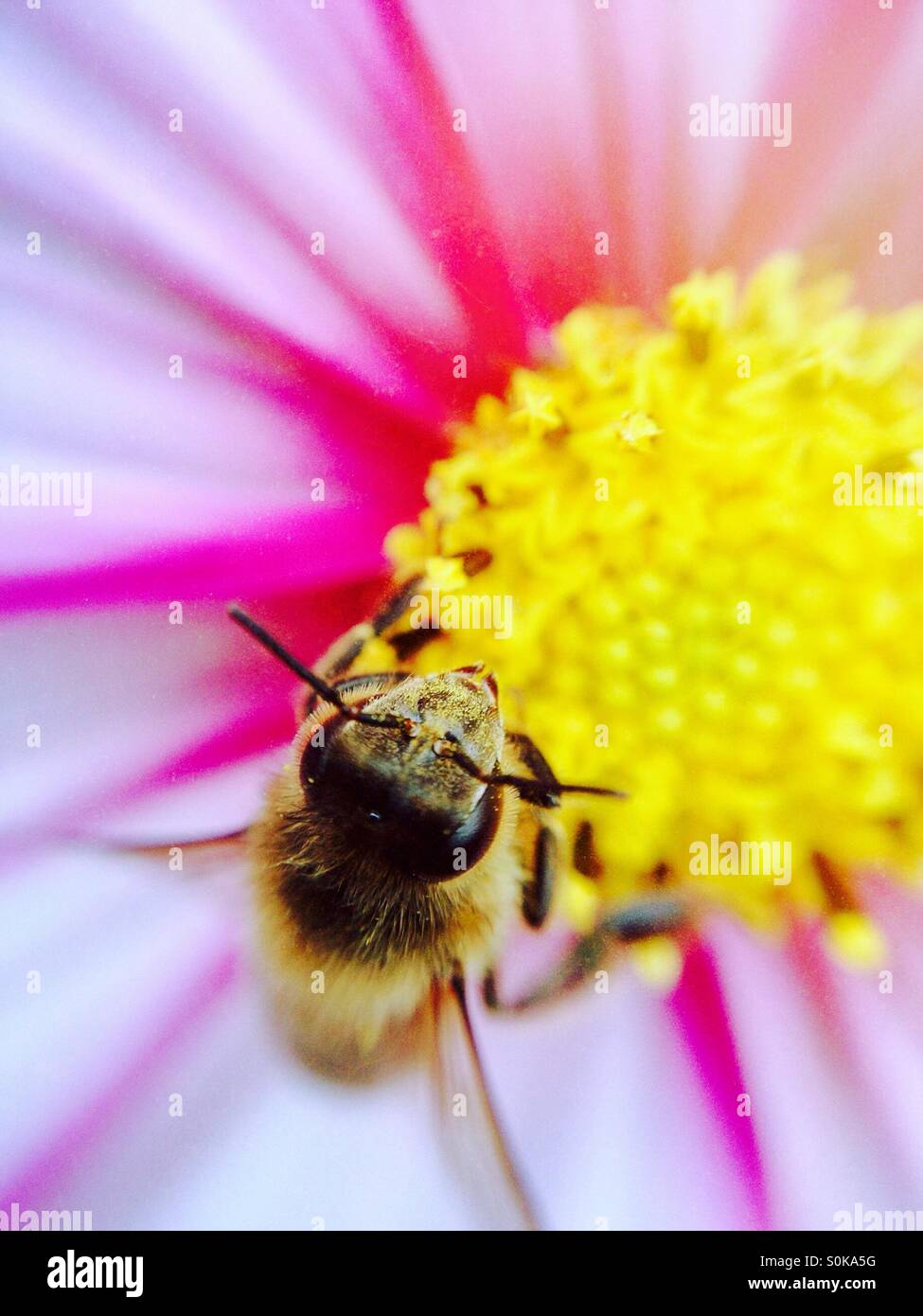 Honey bee pollinating a cosmos flower Stock Photo