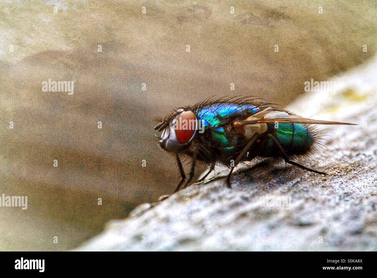 A close up image of a colourful fly sitting on some decaying wood - Smartphone Captured Stock Image