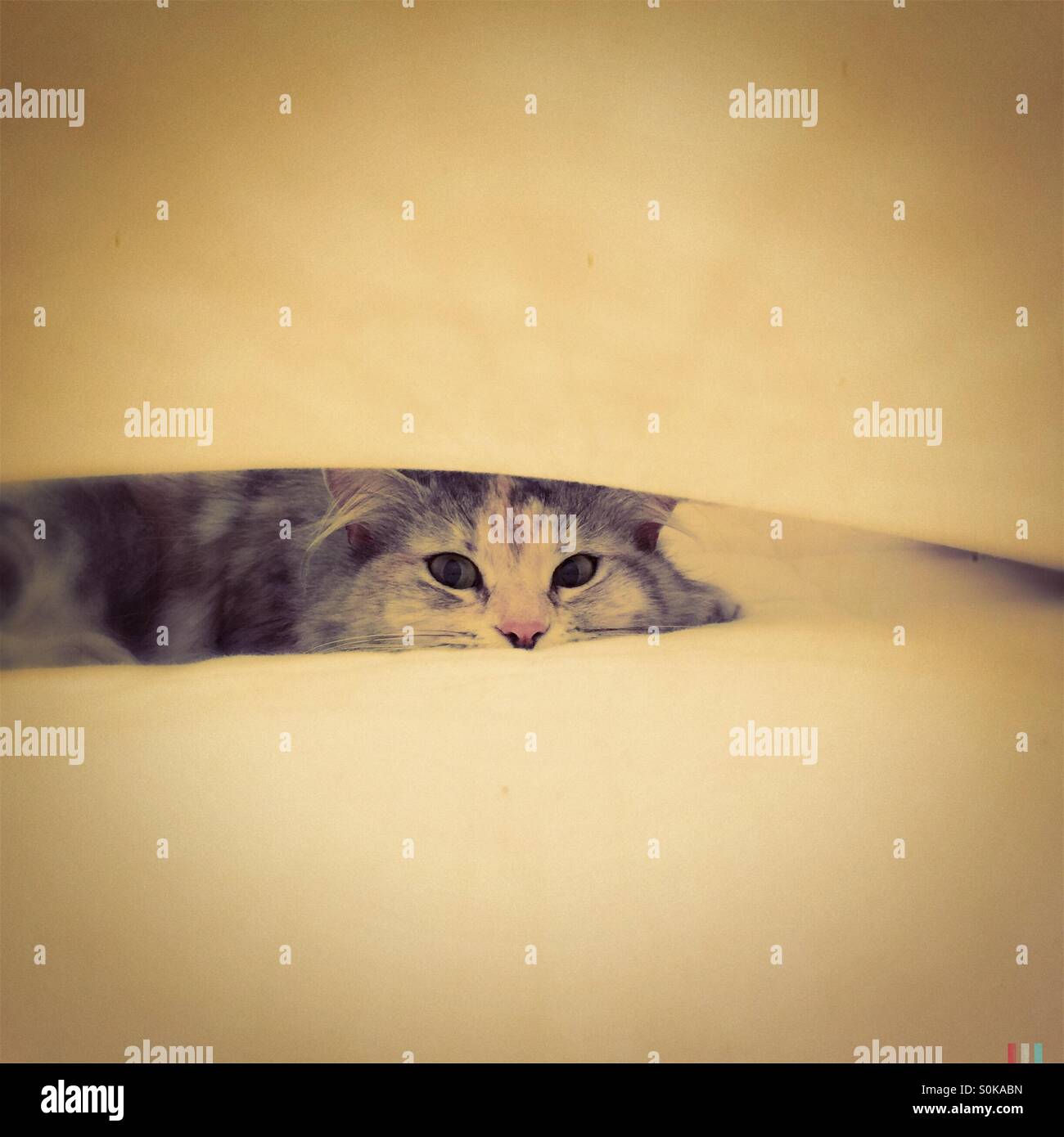 Cat hiding between a sheet and mattress Stock Photo