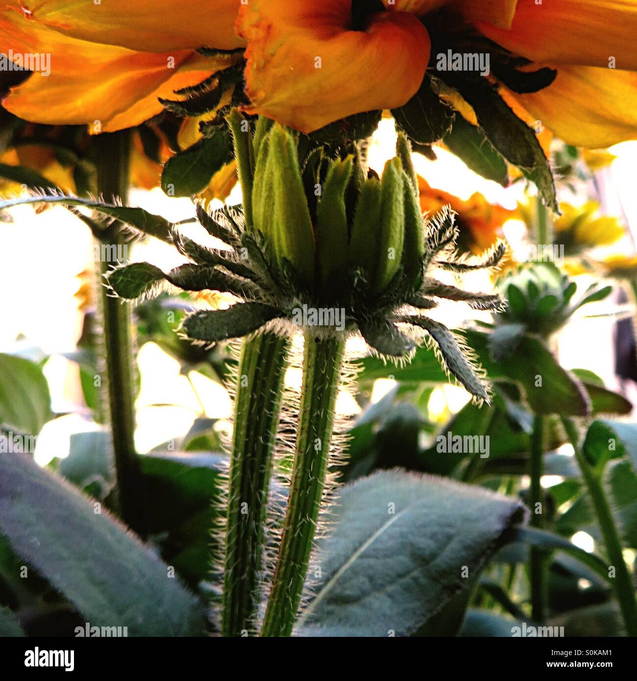 Wildflower flower bloom fauna hi-res stock photography and images - Alamy