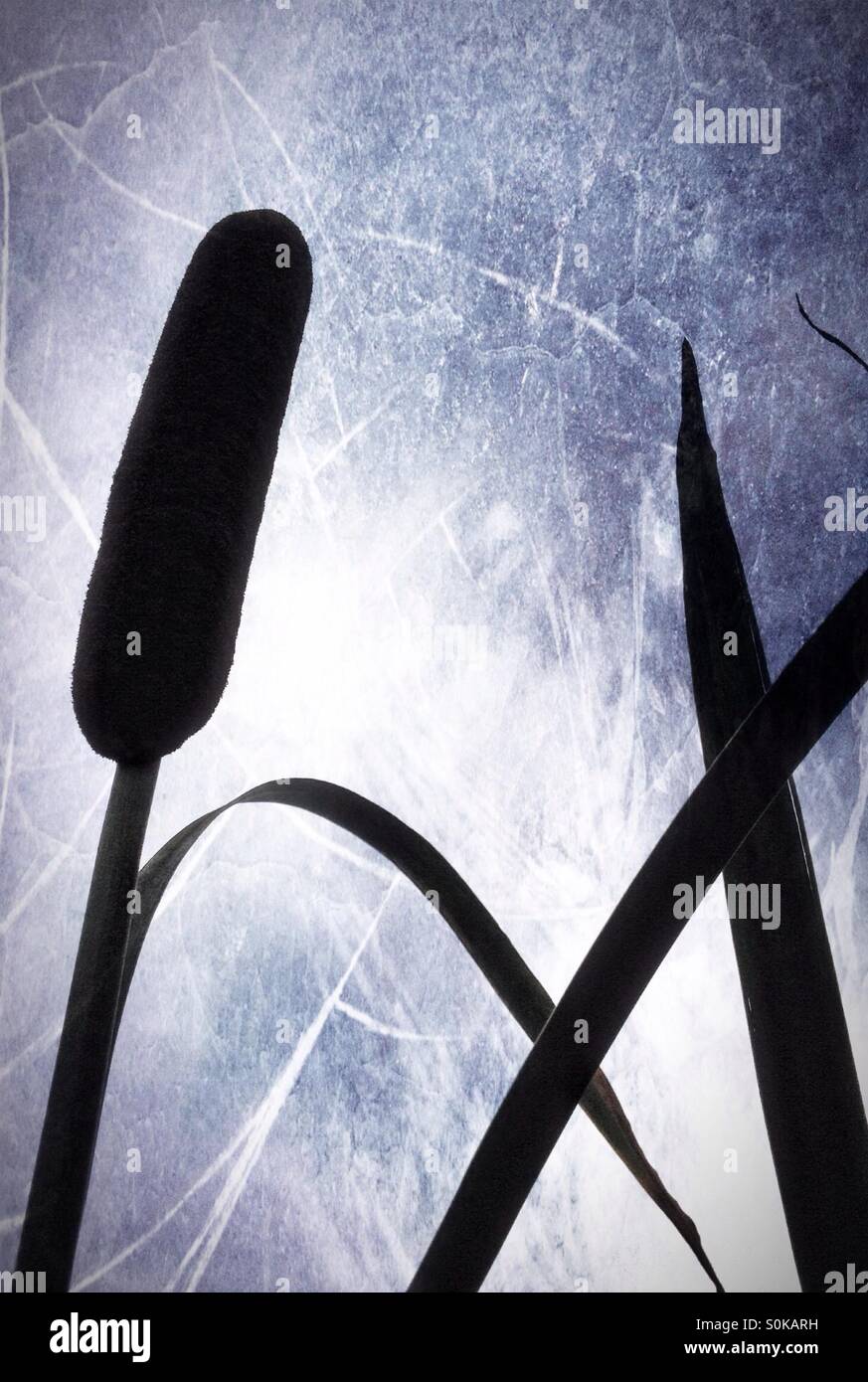 Bullrush silhouetted against the sky with art overlay - Smartphone Captured Stock Image