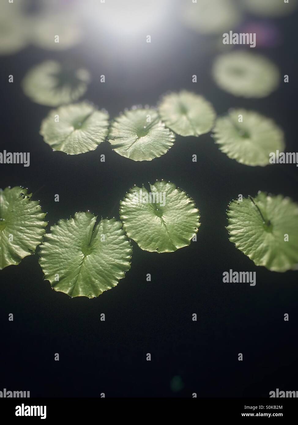 Lily pads Stock Photo