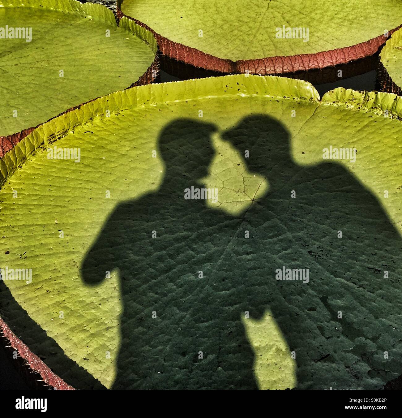 Lily pad boys - Smartphone Captured Stock Image