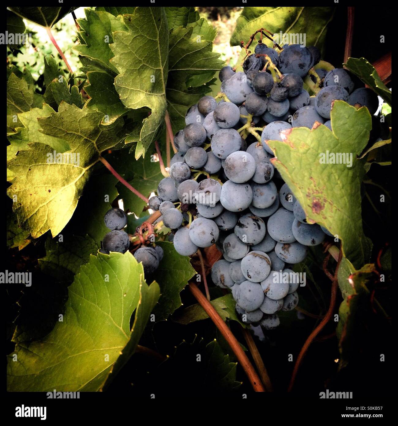 Carignan grape hires stock photography and images Alamy