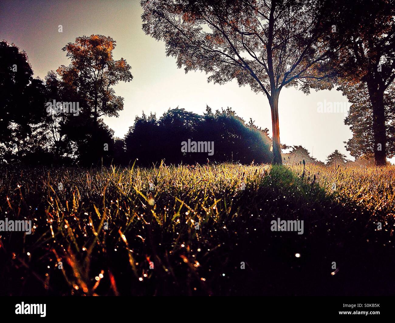 The level trees hi-res stock photography and images - Alamy
