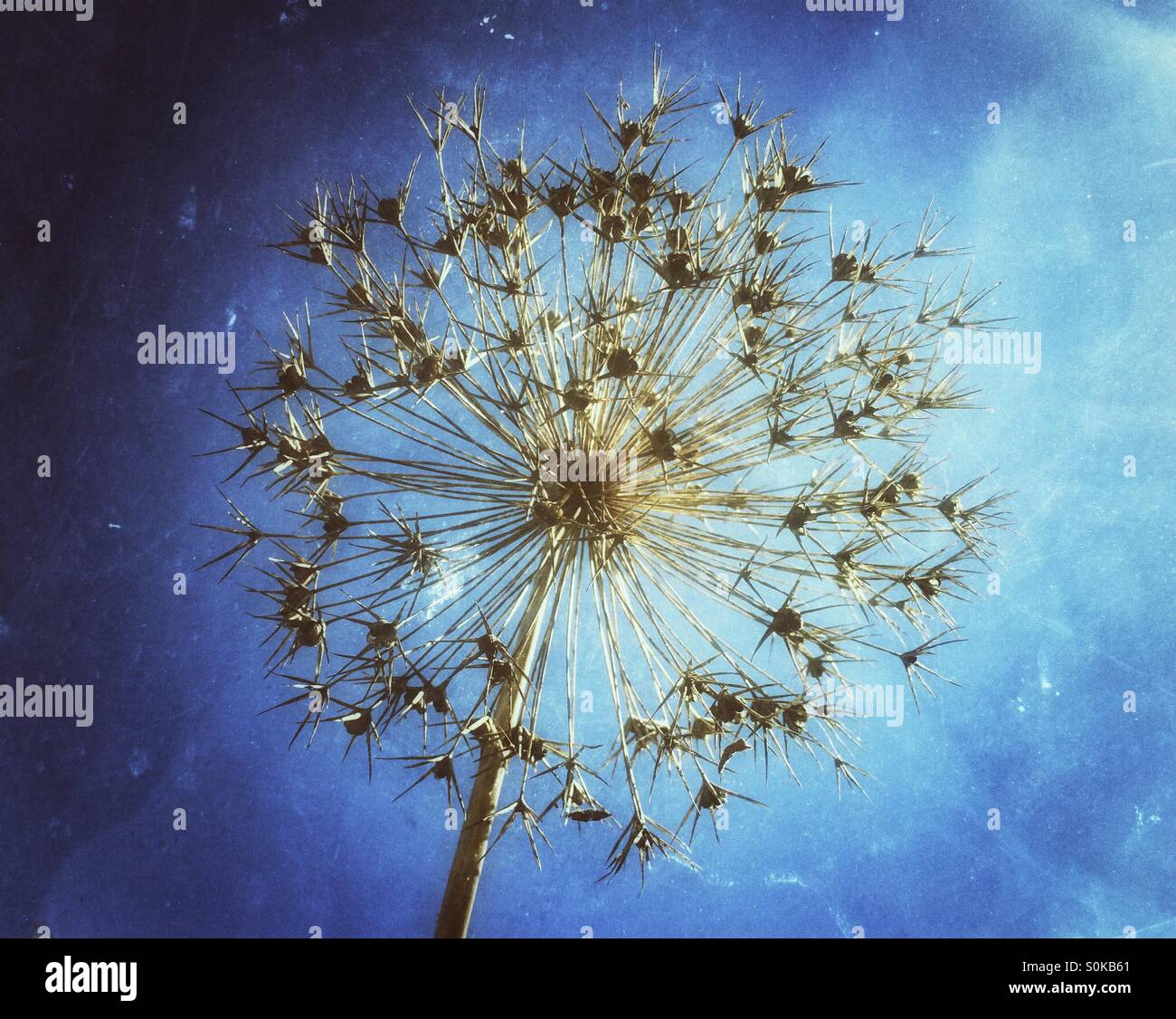 Allium seed head against blue sky - Smartphone Captured Stock Image