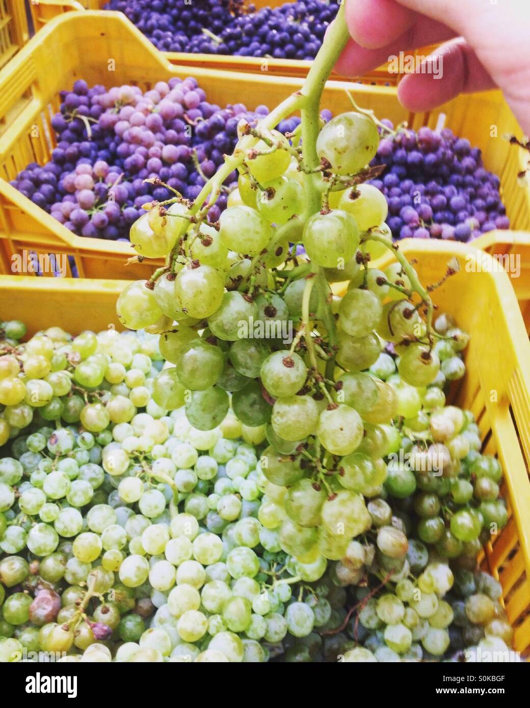 White and red grapes ready for wine producing Stock Photo Alamy