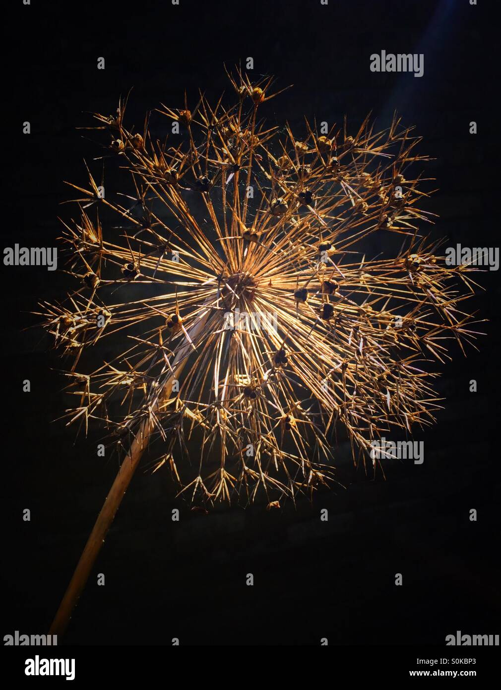 Allium seed head. - Smartphone Captured Stock Image