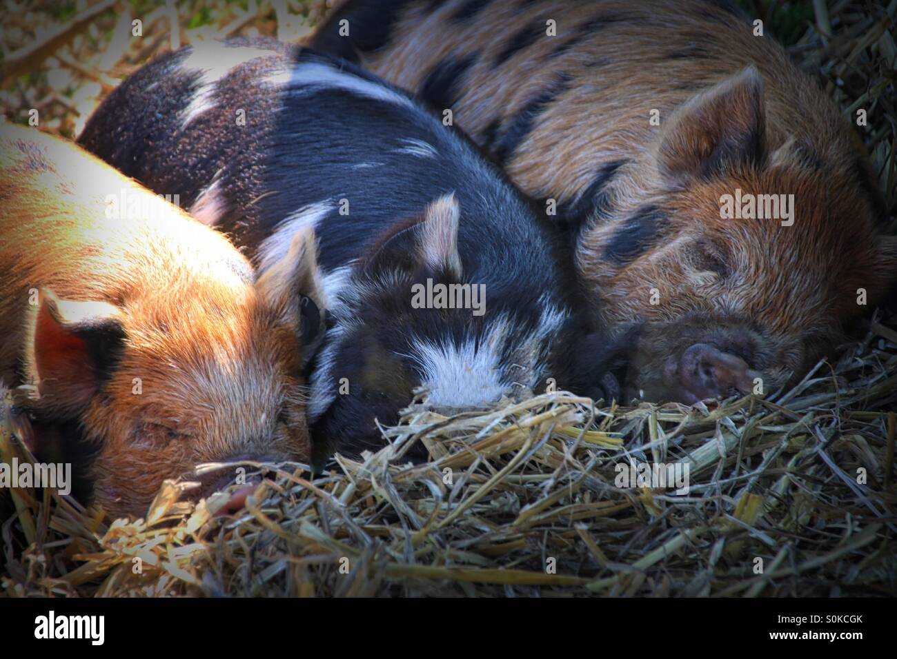 Three sleeping piglets Stock Photo