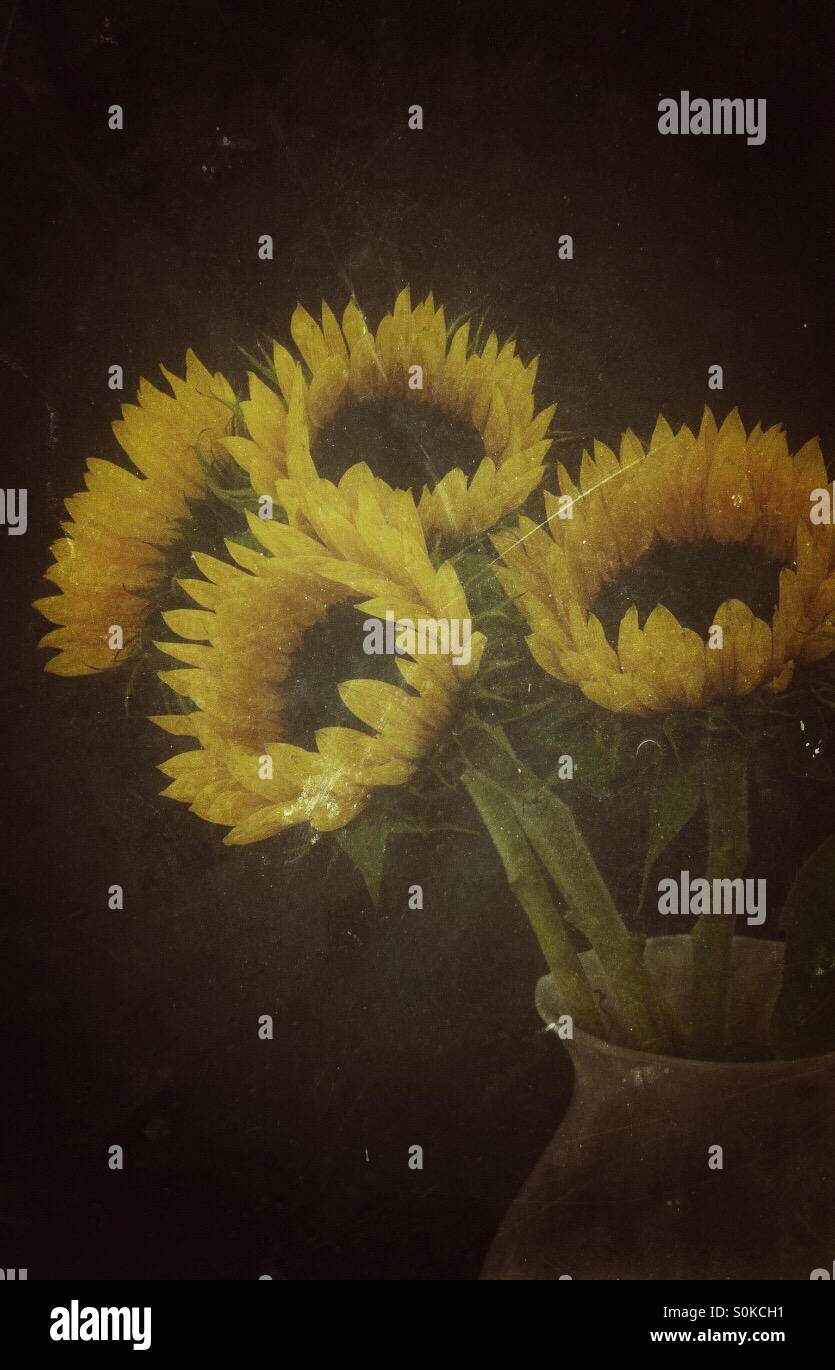 A bunch of sunflowers with low key lighting and a scratched texture added. - Smartphone Captured Stock Image