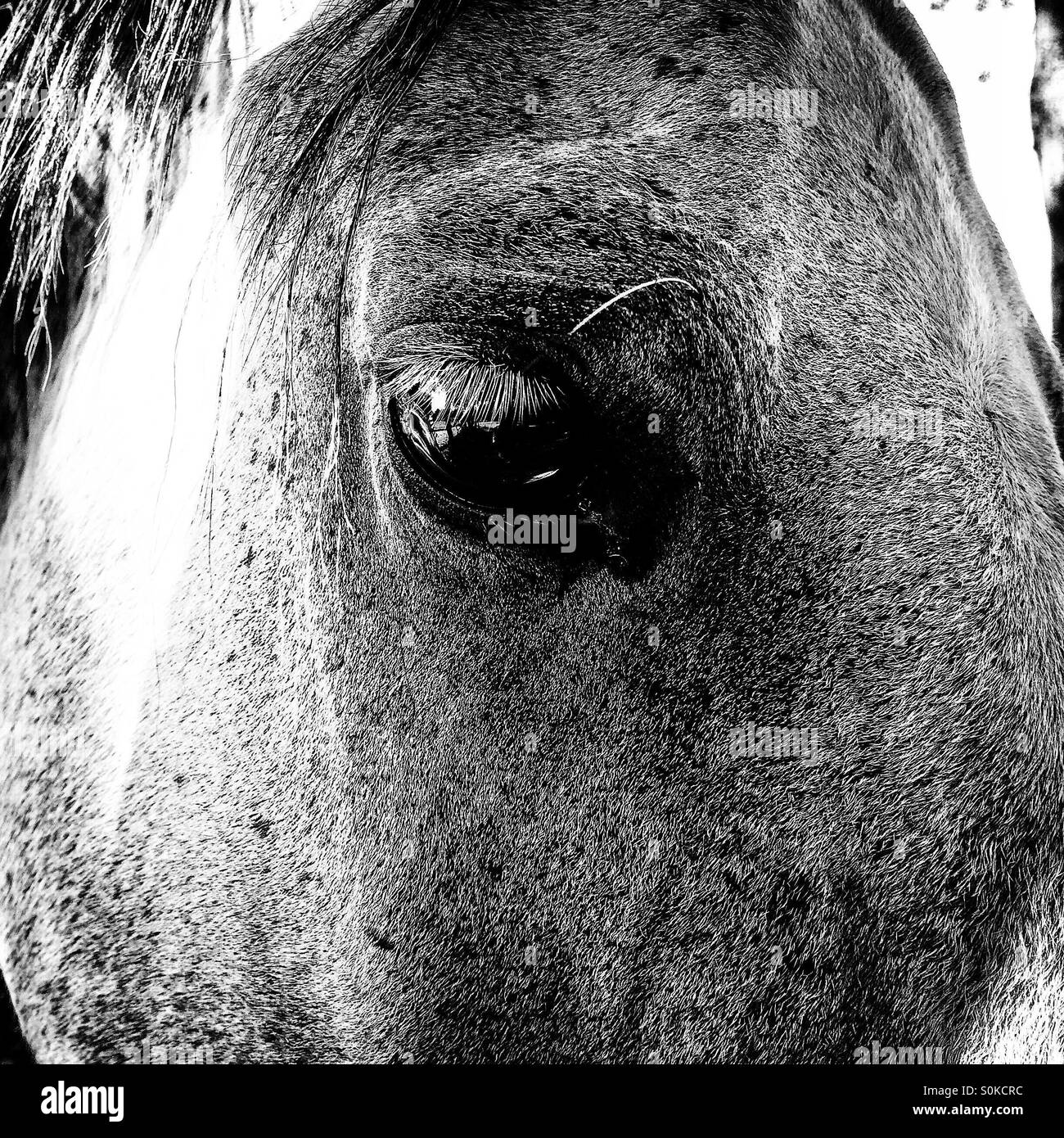 Close up of horse right eye - Smartphone Captured Stock Image
