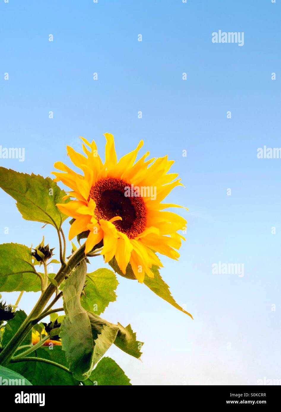 Sunflower - Smartphone Captured Stock Image