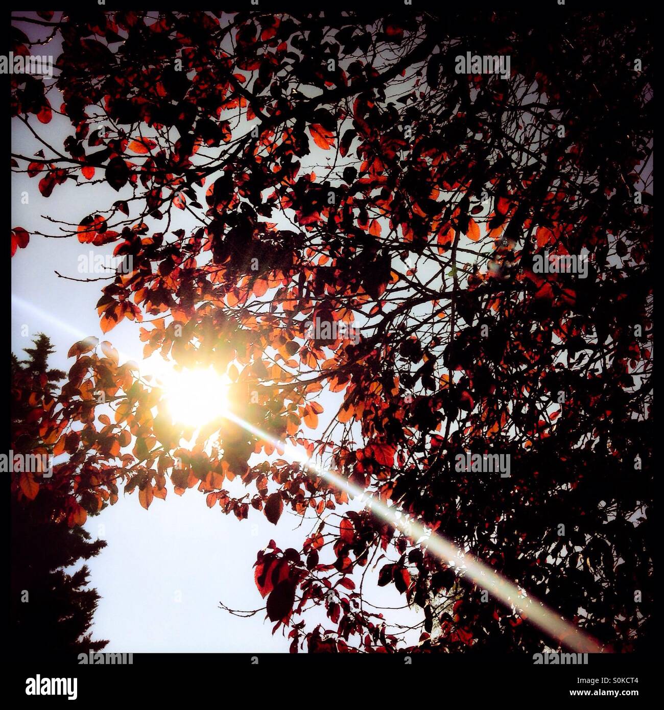 Dappled sunburst through the trees, Catalonia, Spain. - Smartphone Captured Stock Image