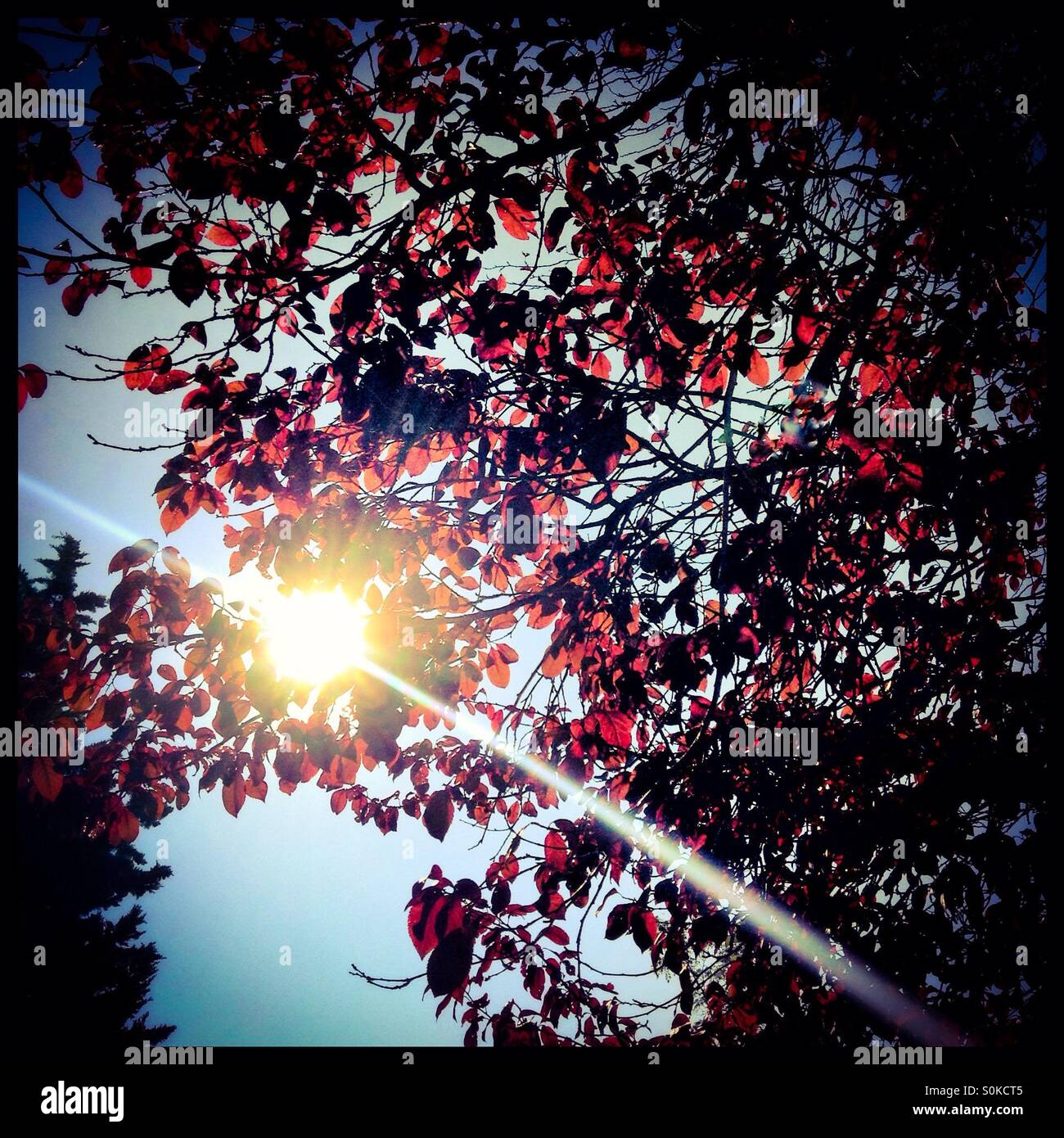 Dappled sunburst through the trees, Catalonia, Spain. - Smartphone Captured Stock Image