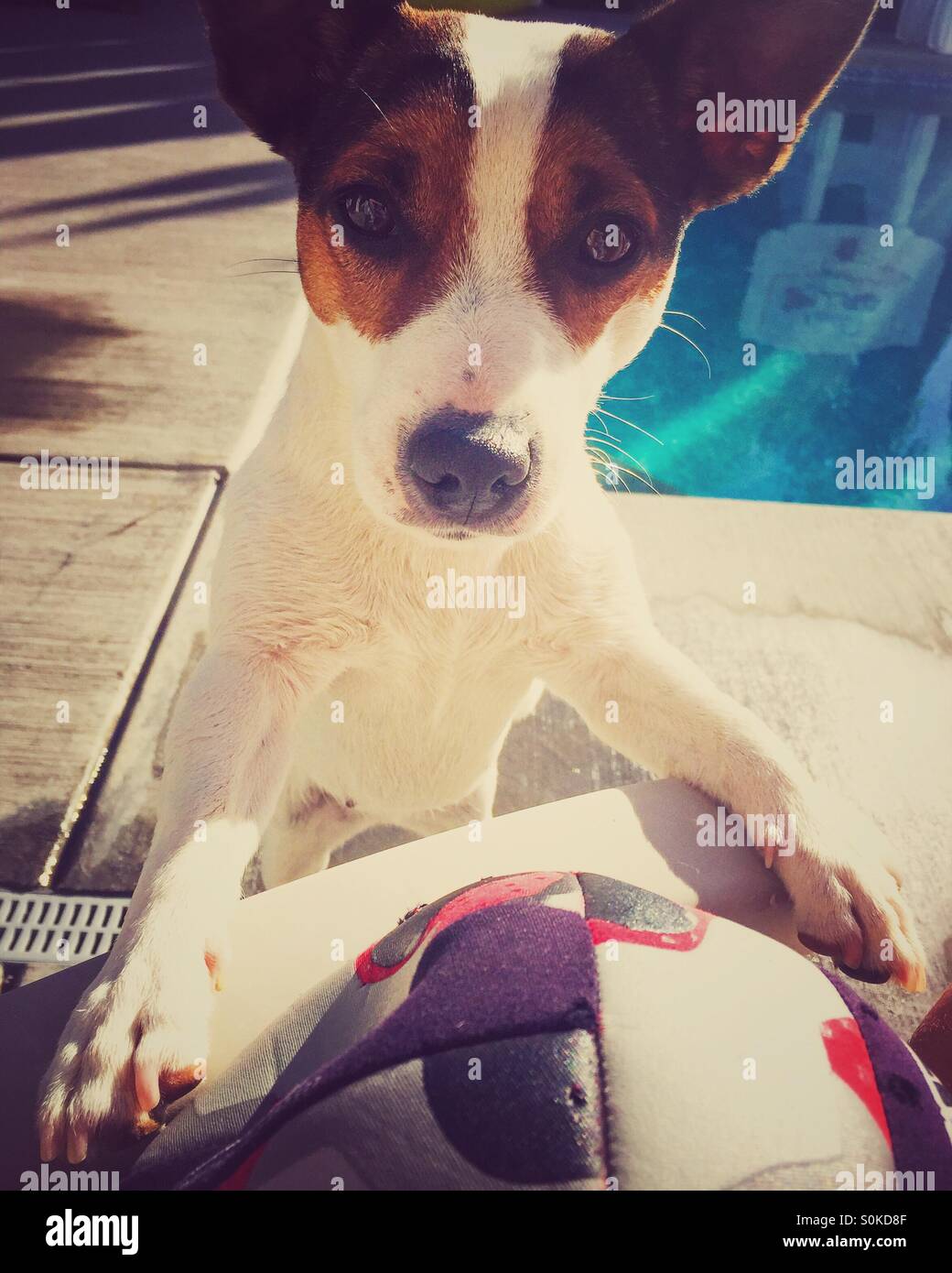 Let's play! Small dog looking straight at camera with a ball in between her paws. - Smartphone Captured Stock Image