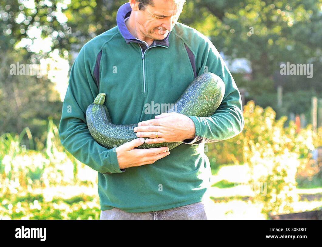 A gardener cradling and showing off a giant marrow at his allotment. - Smartphone Captured Stock Image