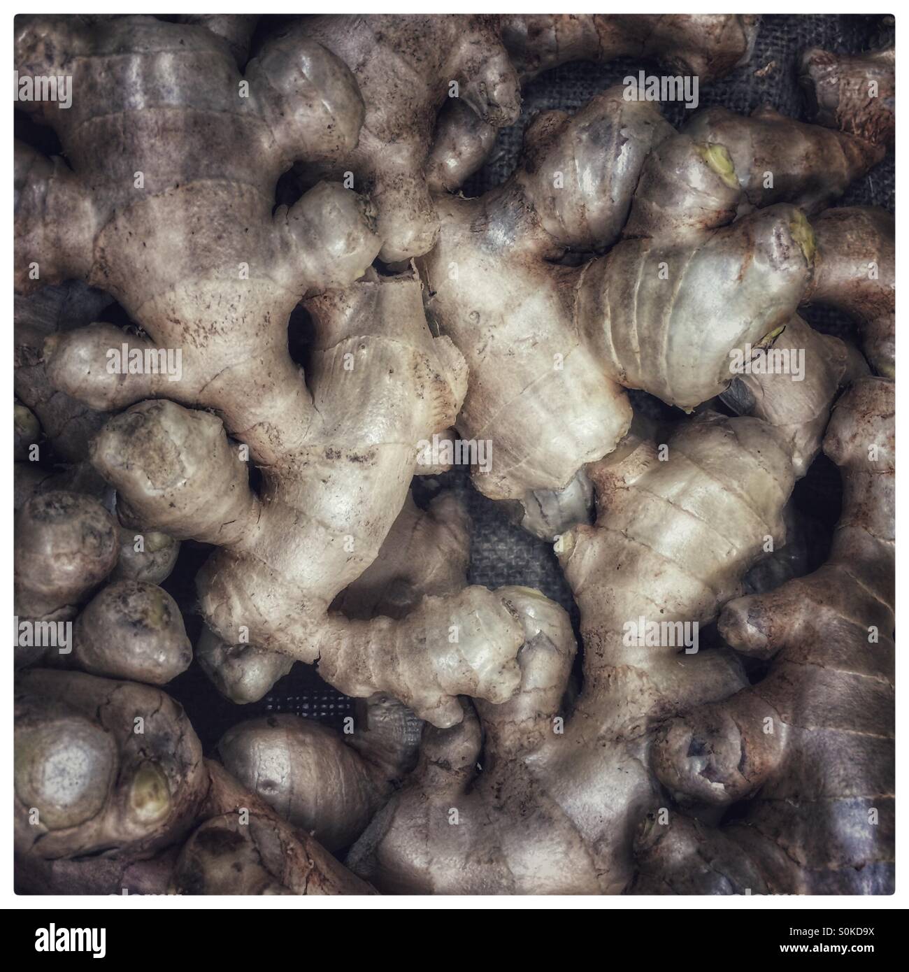 Ginger. - Smartphone Captured Stock Image