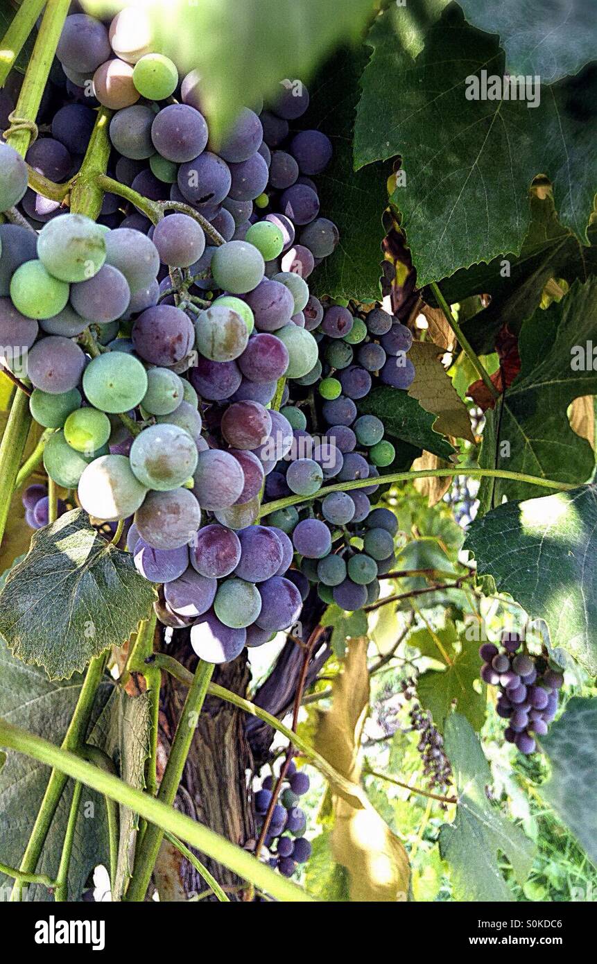 hanging bunch of grapes Stock Photo