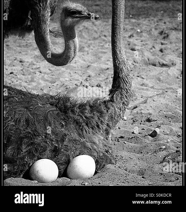 Two ostrich eggs Stock Photo Alamy