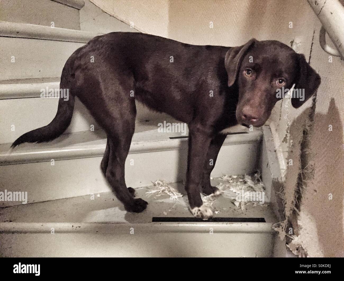 Can Dogs Go Down Steep Stairs