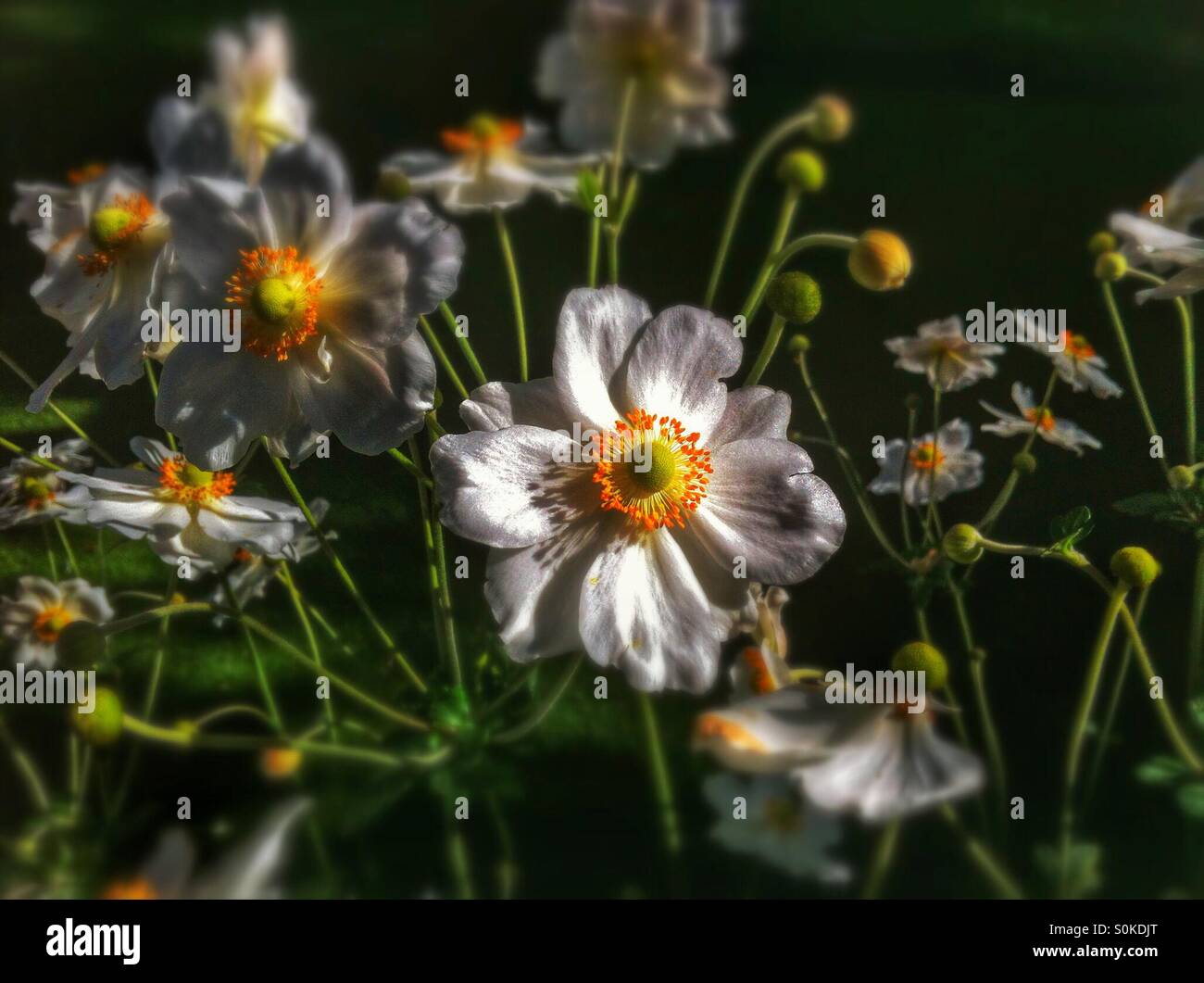 White anemone flowers - Smartphone Captured Stock Image