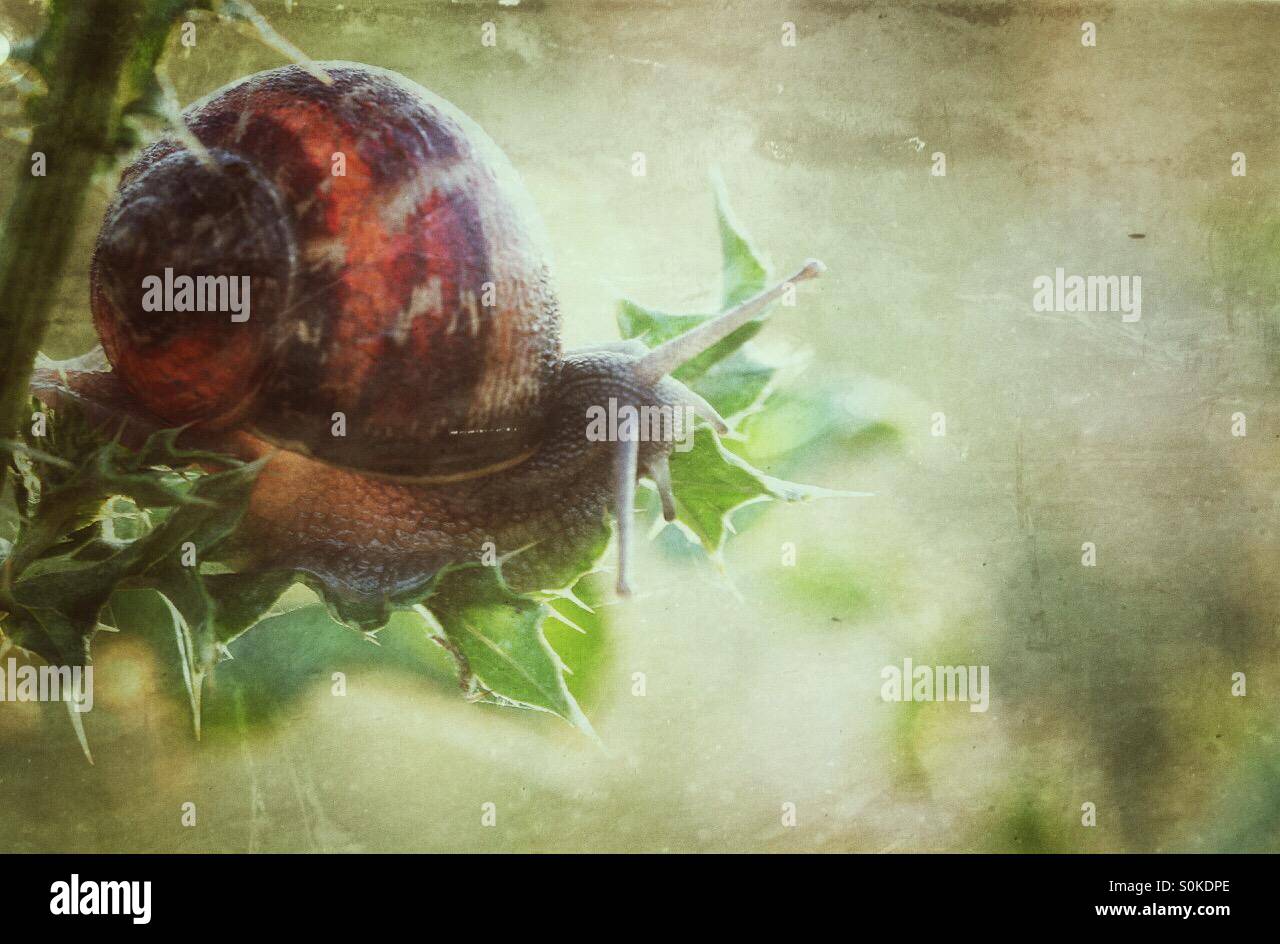 A snail clings to a thorn bush with nowhere to go. - Smartphone Captured Stock Image