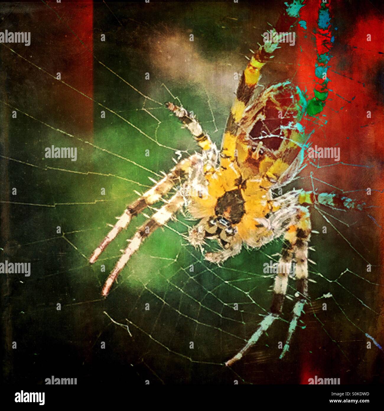 Spider on web - Smartphone Captured Stock Image