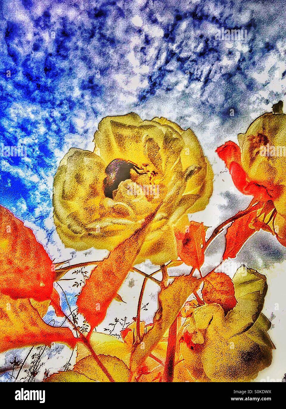Yellow rose,blue sky. Stock Photo