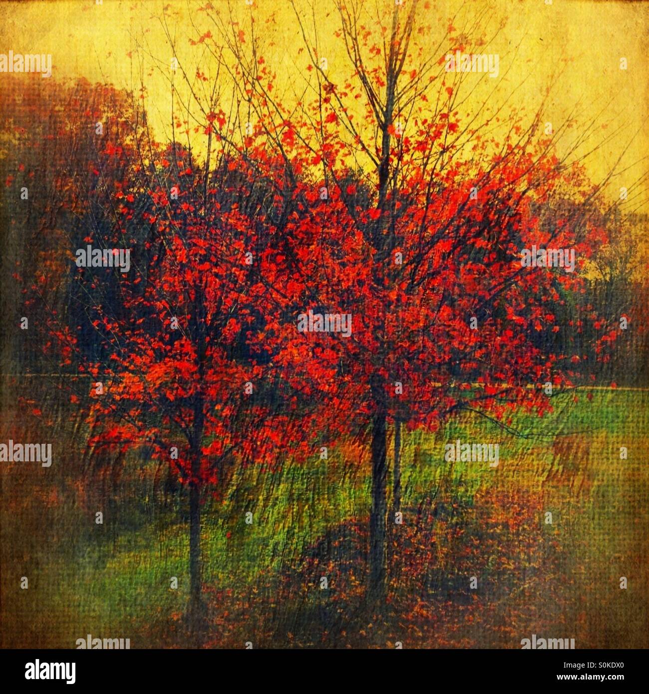 Red trees in Autumn Stock Photo Alamy