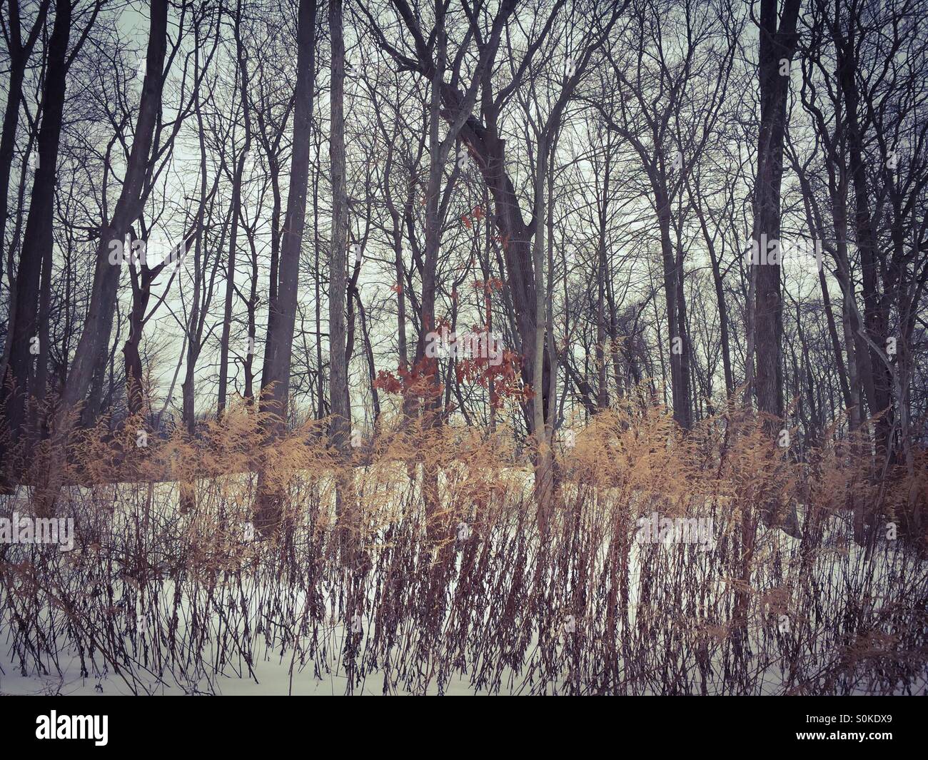 Bleak Woods