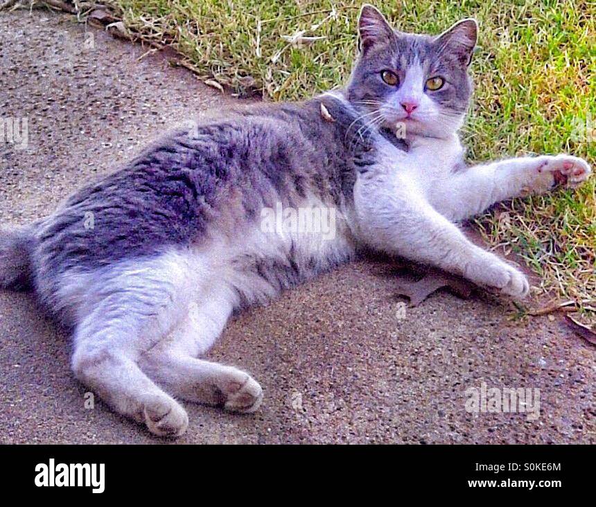 Cat lays down on sidewalk Stock Photo Alamy