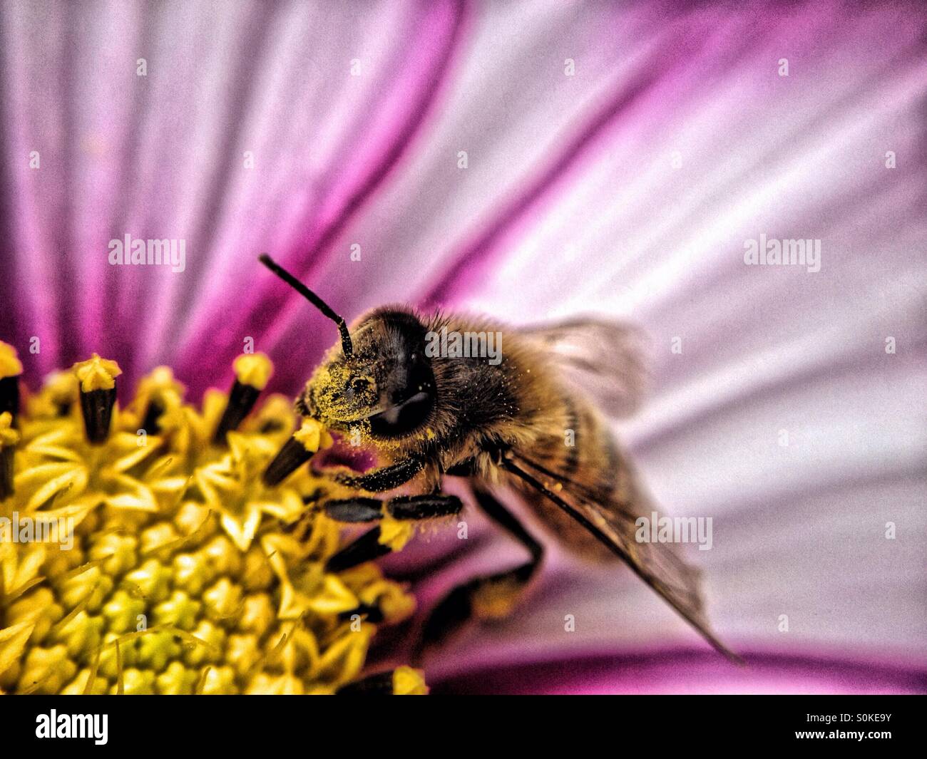 Bee on a cosmos flower Stock Photo - Alamy