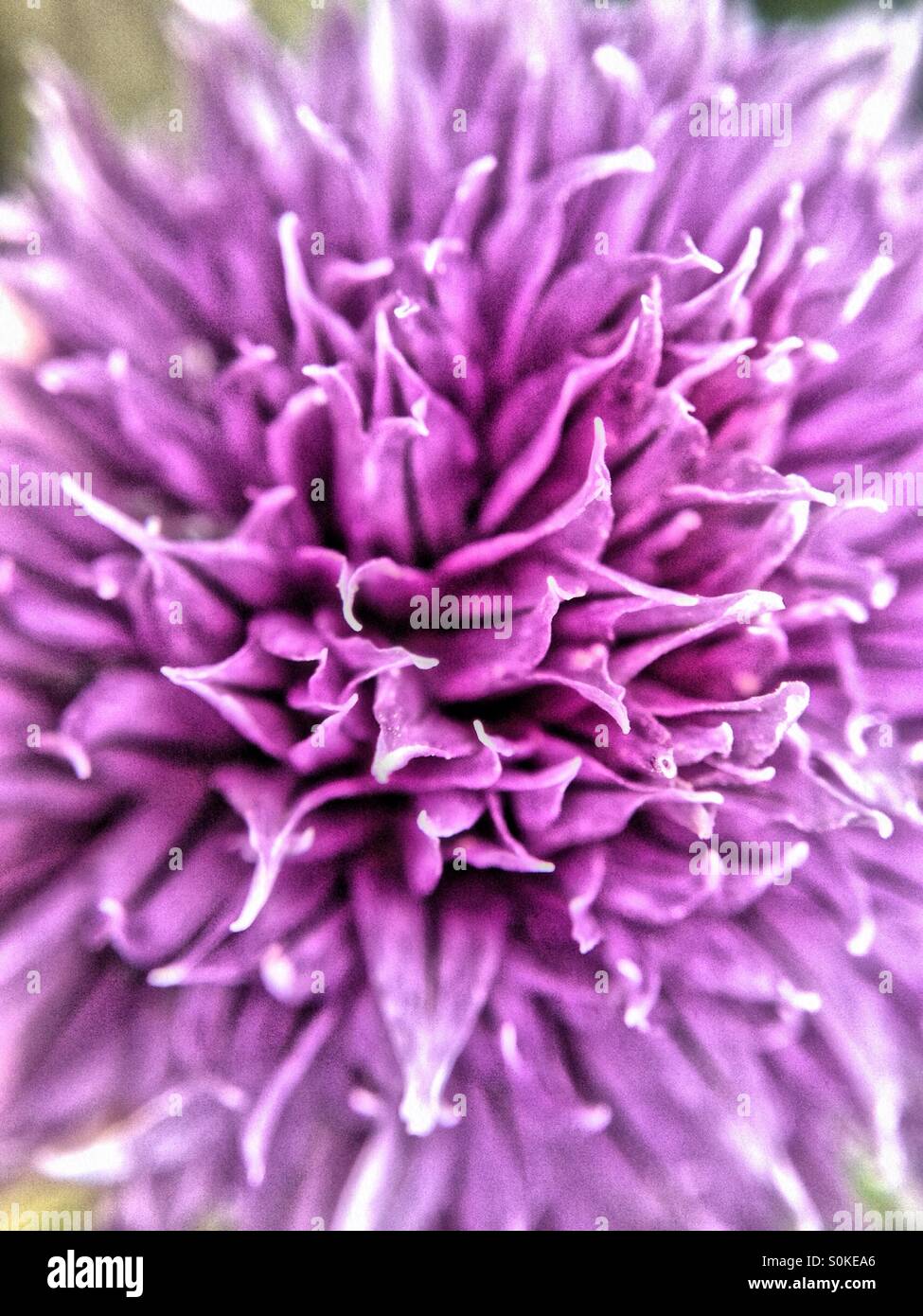 Chives flower - Smartphone Captured Stock Image