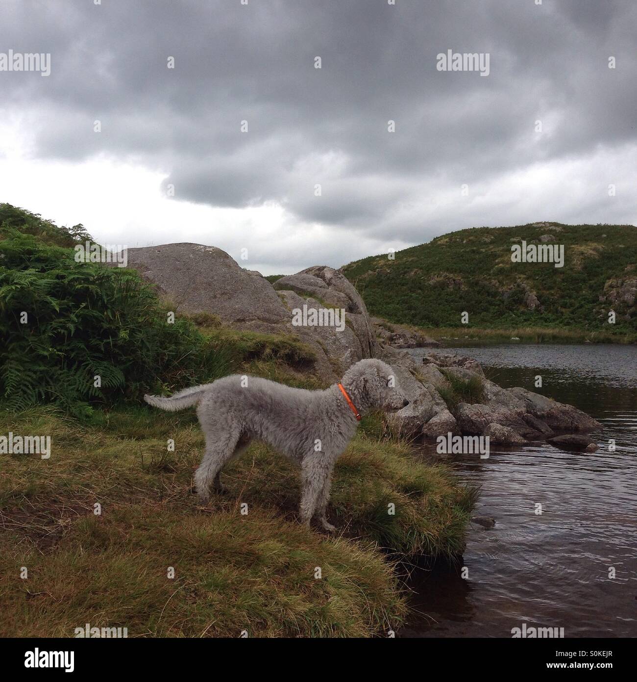 bedlington terrier in the fells - Smartphone Captured Stock Image