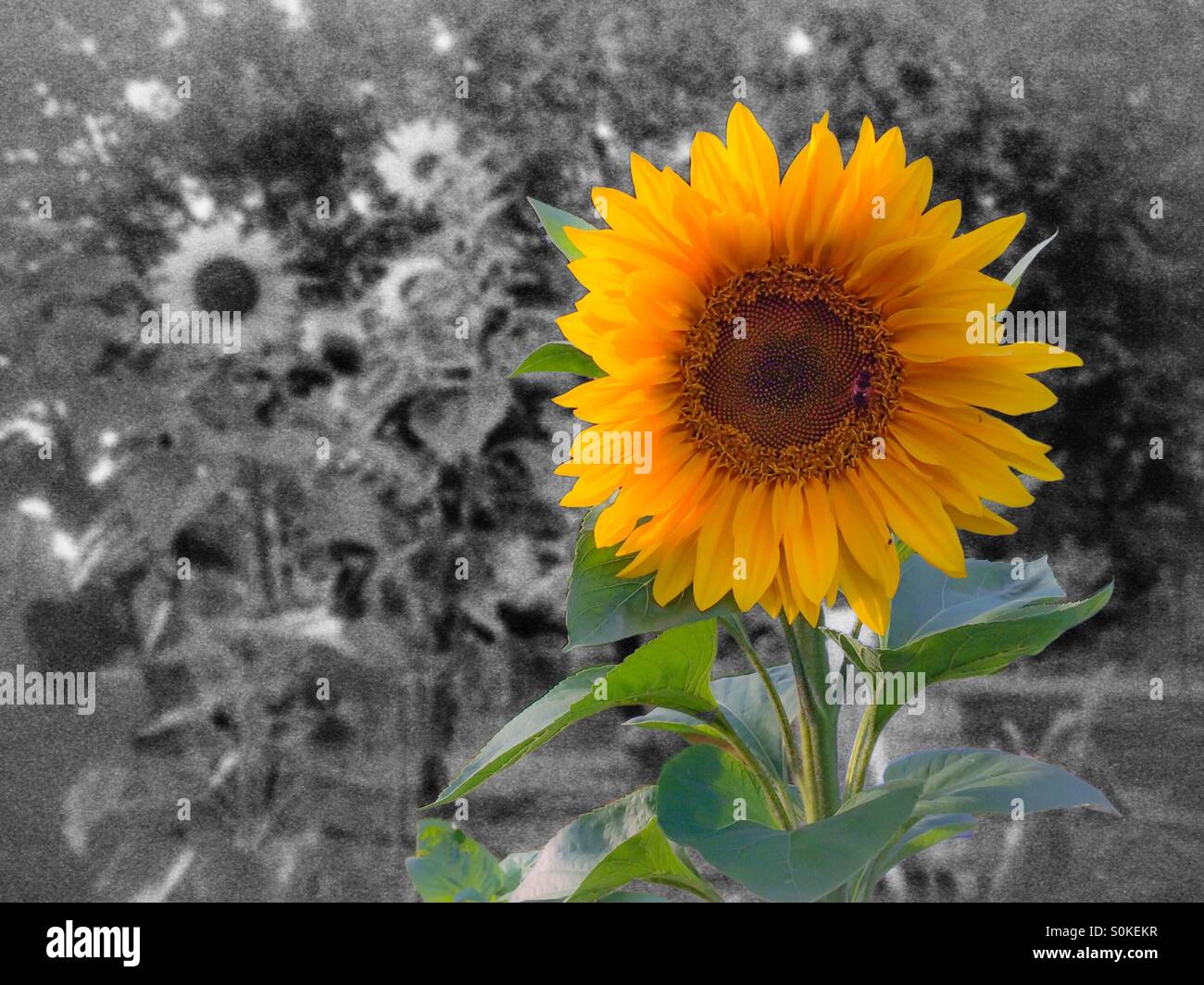 Black and white sunflowers hires stock photography and images Alamy