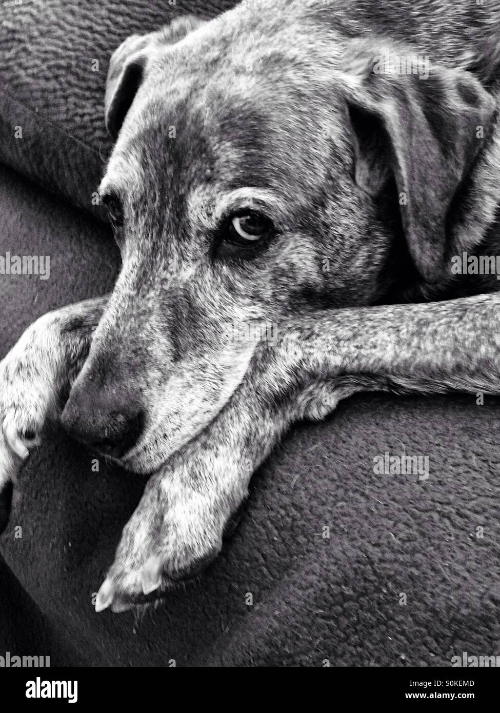 Resting dog in black and white Stock Photo Alamy