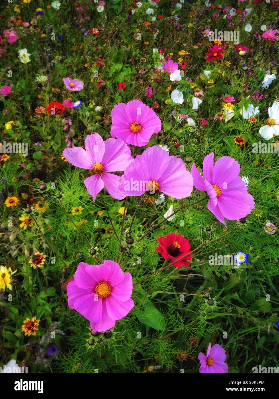 Wild flowers Stock Photo