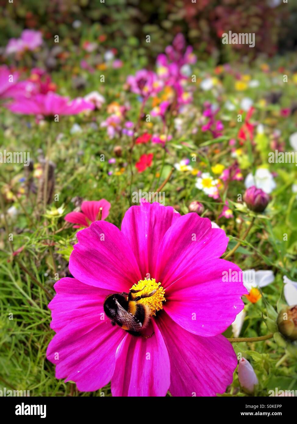 Bee on wild flowers hi-res stock photography and images - Alamy