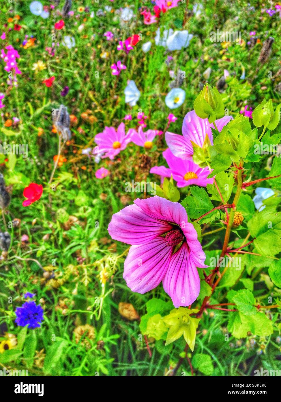 Summer wild flowers hi-res stock photography and images - Alamy